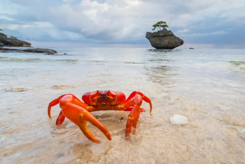 Christmas Island